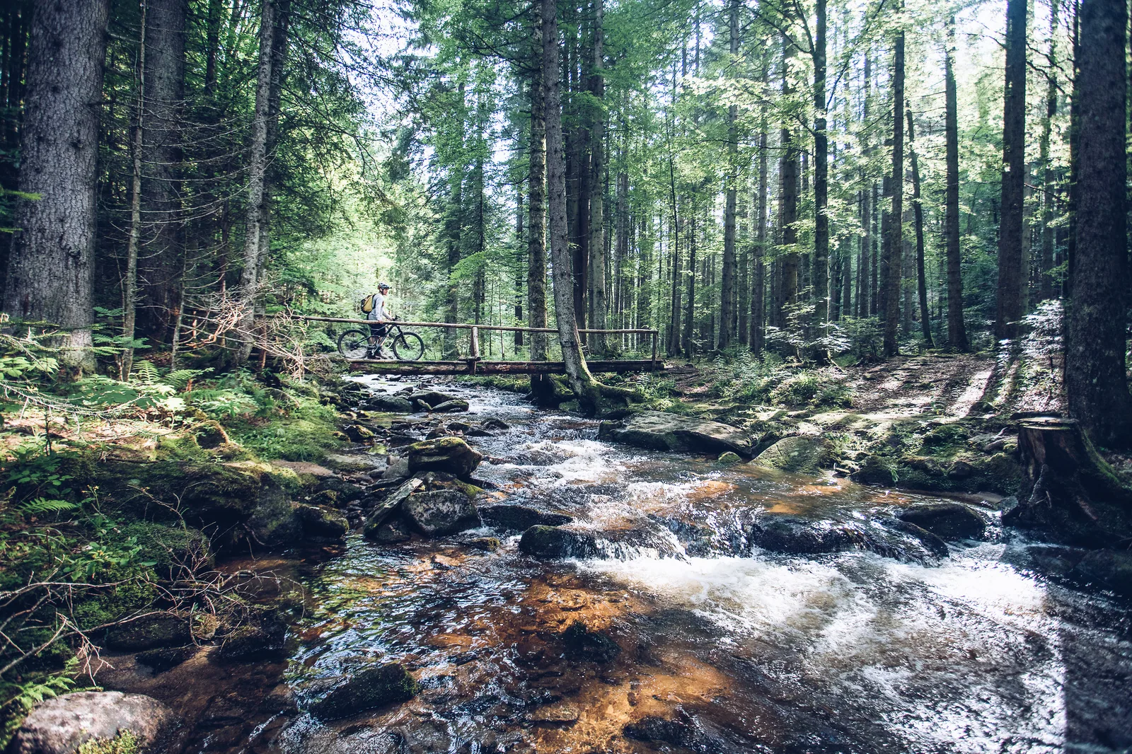 Rozkina Forest Learning Trail: official gallery photo 3.