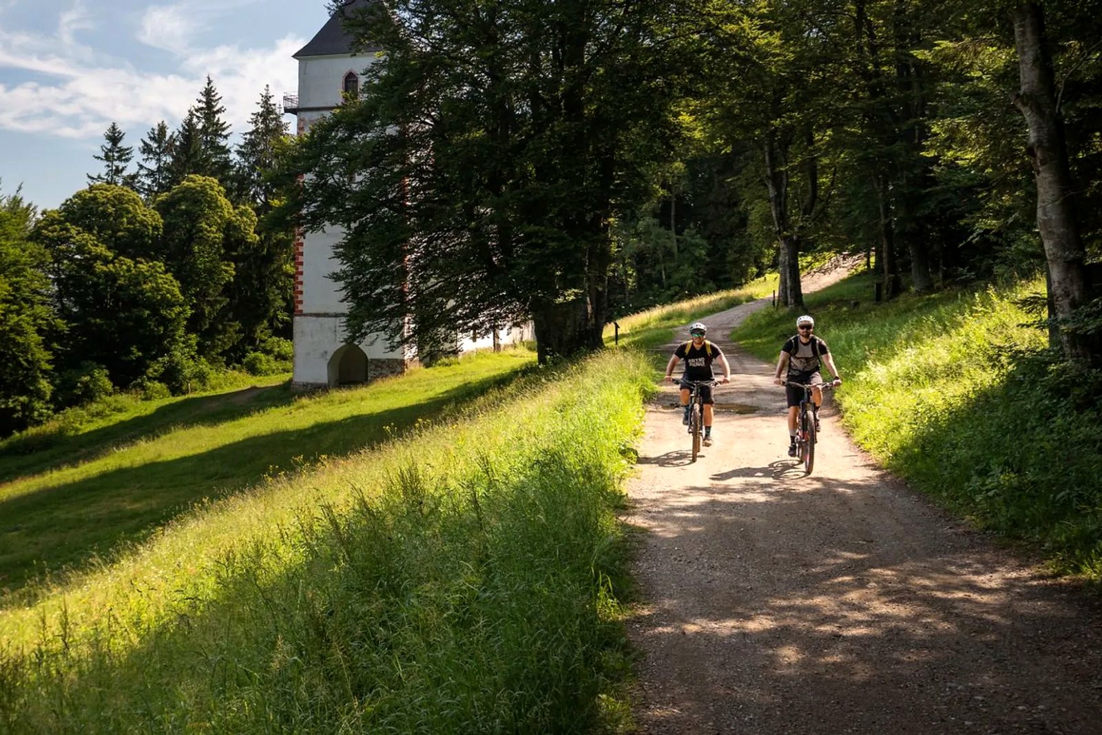 Sun-dappled summer forest paths