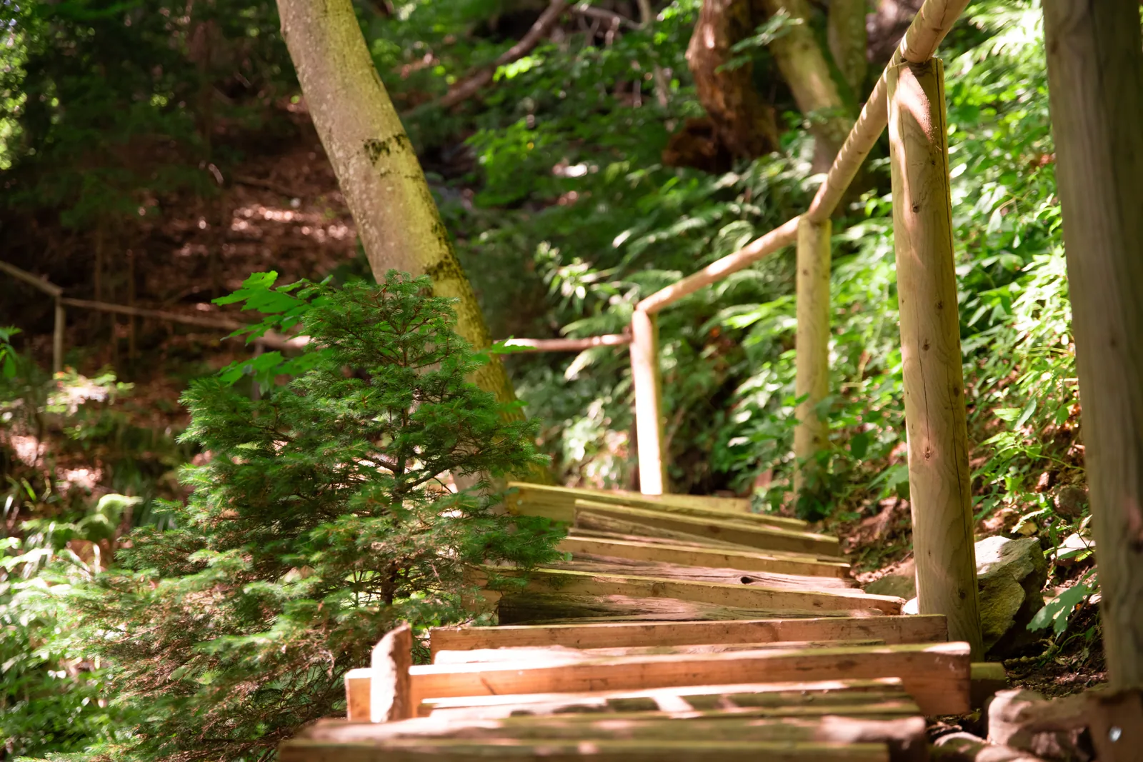 Skalca Waterfall & Slow Forest Walk: official gallery photo 2.