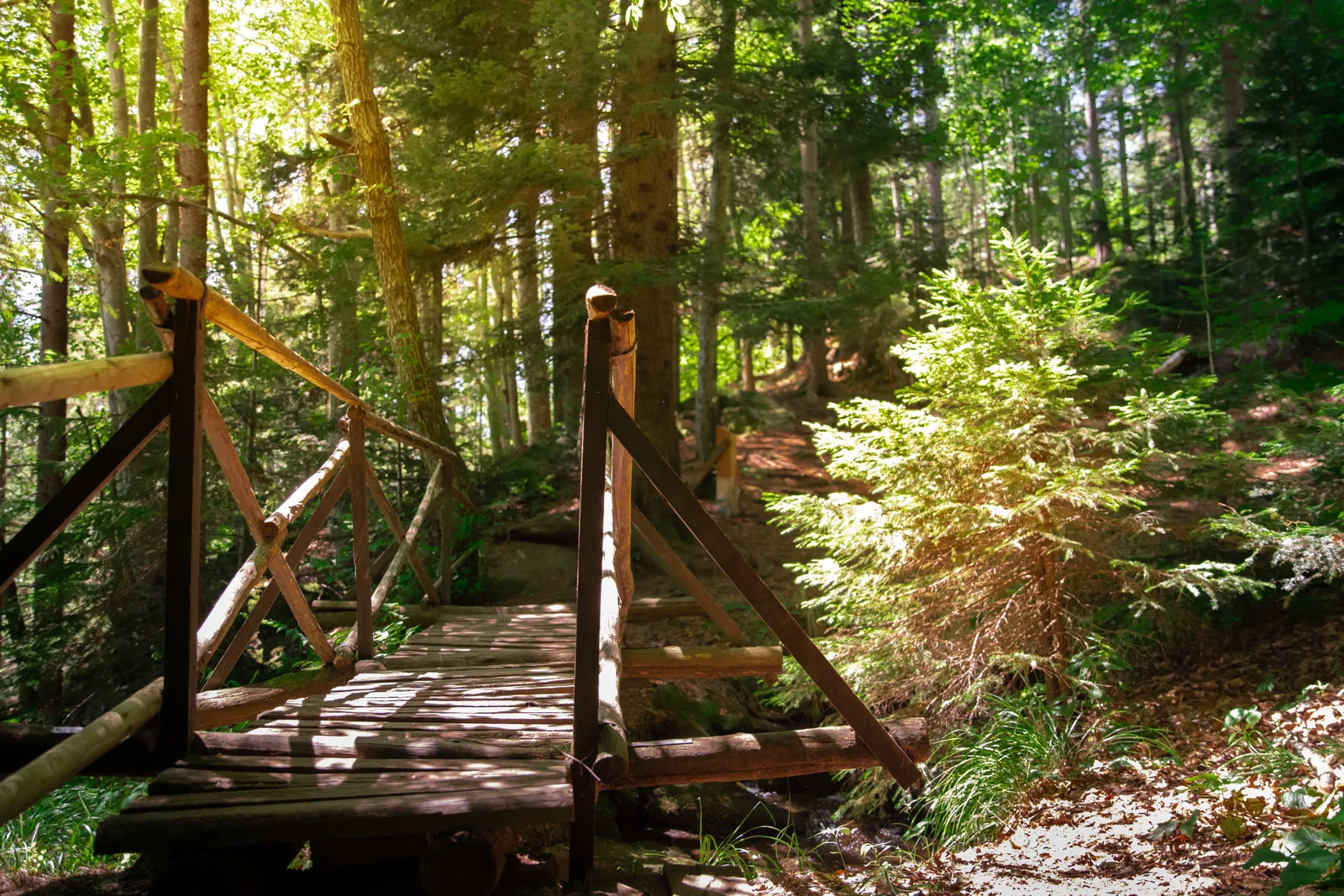 Skalca Waterfall & Slow Forest Walk: official gallery photo 3.